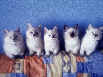 Котята красноярск