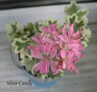 Silver candy
