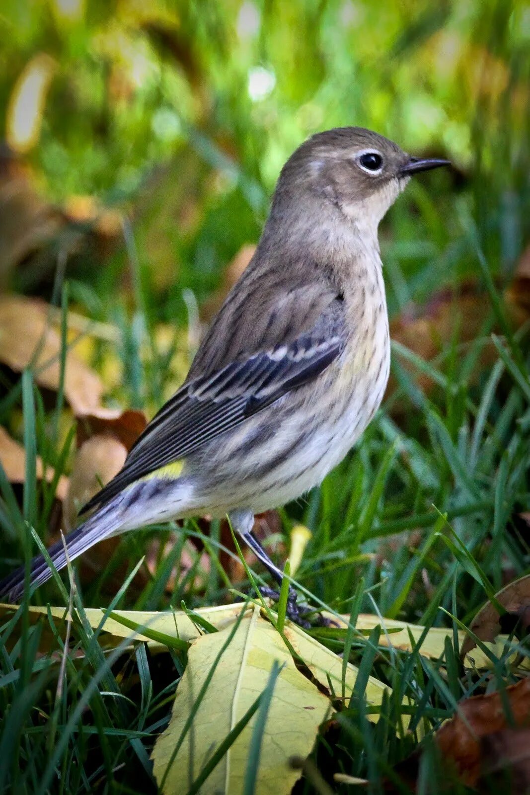 Серая птица с полосками. Птица Yellow Rumped Warbler. Yellow-Rumped Warbler птица Yellow Rumped. Маленькая серая птичка. Серая птичка с желтым хвостиком.