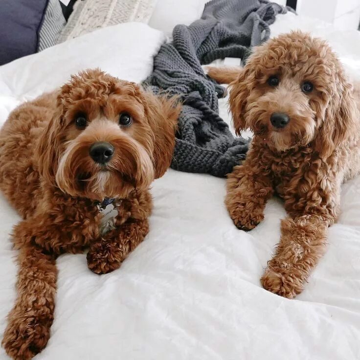 Метис кавалер кинг чарльз спаниель и пудель. Кинг чарльз спаниель и пудель. Кавапу/кокапу. Мальтипу спаниель. Кавудл собака.