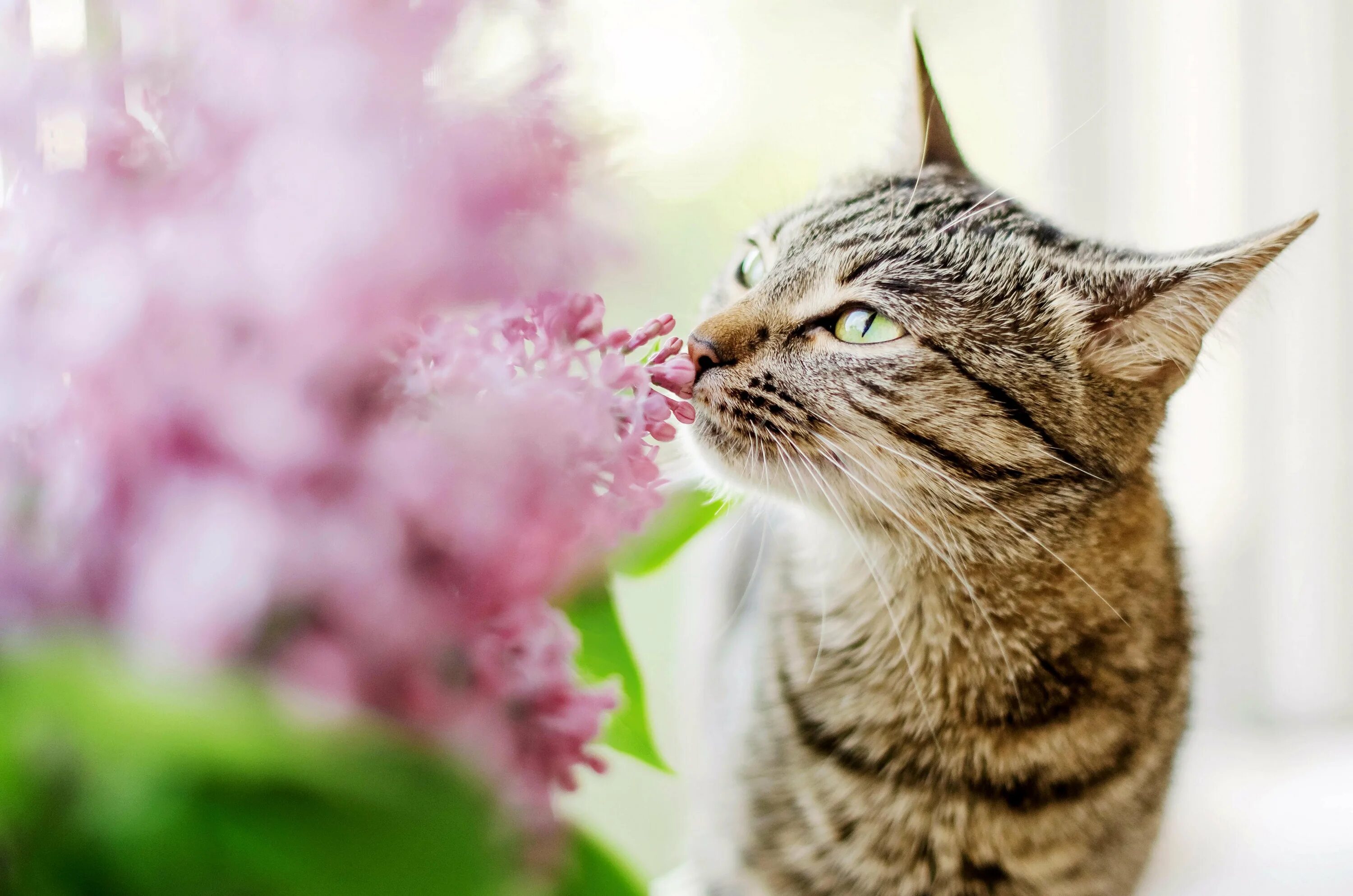 Цветы любимому котенку. Весенняя кошка. Кошка в цветах.