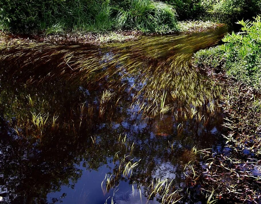 Болотная болезнь. Болотная вода. Болотная река. Болотный ручей. Болотистая река.