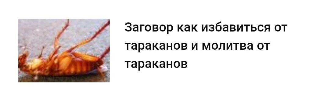 Заклинание от тараканов. Заговор от тараканов. Шепоток от тараканов. Заговор от тараканов в квартире