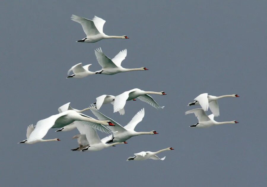 Лебеди в небе. Косяк лебедей. Стая лебедей. Стая лебедей летела в теплые. Косяк лебедей.