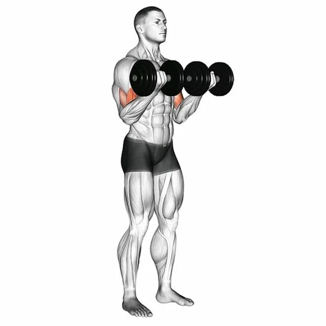 Biceps curl