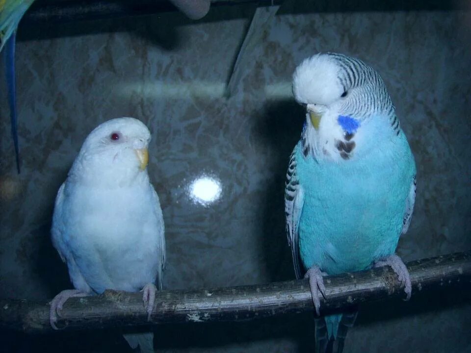 Волнистые попугаи получехи. Волнистый попугай получех и чех. Получехи попугаи чем отличаются от волнистых. Выставочный волнистый попугай чех и обычный. Получехи попугаи чем отличаются от волнистых.