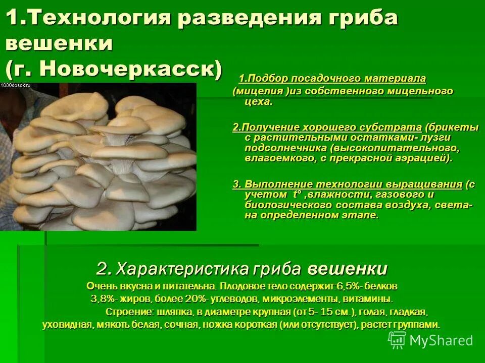 Условия развития грибов. Вешенки грибы презентация. Шляпочные грибы вешенка. Вешенки слайд. Культивируемые грибы вешенка.