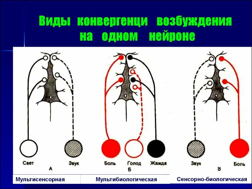 Виды возбуждения. Конвергенция возбуждения в ЦНС. Принцип конвергенции.