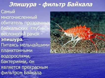 Название рачка который фильтрует воду в байкале