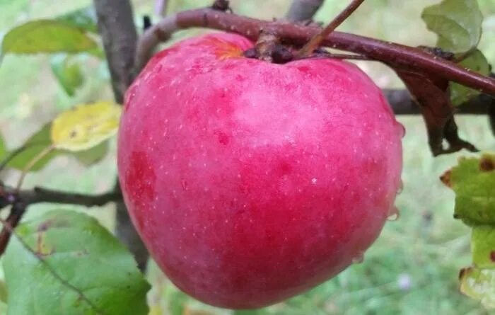 Яблоня сорт рождественская. Рождественское яблоня описание. Рождественское яблоня описание. Яблоня крупноплодная рождественское. Яблоня луиза.