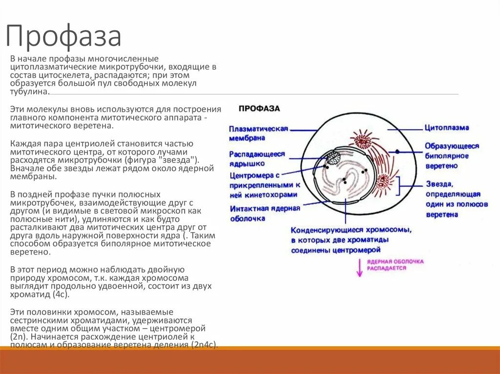 Характеристика фаз митоза. Таблица митоз название фазы происходящие процессы. Митоз фазы и процессы. Стадии профазы 1 мейоза таблица. Таблица по биологии 9 класс фаза митоза описание рисунок.