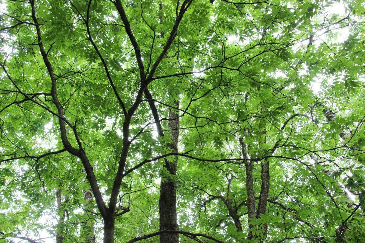 Какие деревья в подмосковье. Лиственница петра 1 в аптекарском огороде. Клен серебристый acer saccharinum. Аптекарский огород лиственница петра. Ясень пенсильванский fraxinus pennsylvanica.