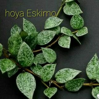 Лакуноза супер эскимо