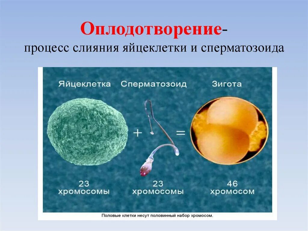 Процесс за которым следует оплодотворение. Оплодотворение яйцеклетки. Слияние спермия и яйцеклетки. Процесс оплодотворения яйцеклетки. Процесс оплодотворения яйцеклетки сперматозоидом.