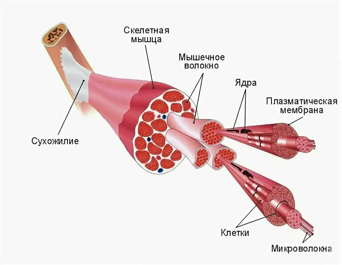 Соединительная мышца. Схема строения скелетной мышцы. Строение скелетной мышцы рисунок. Составные части мышечного волокна. Внутреннее строение скелетной мышцы схема.