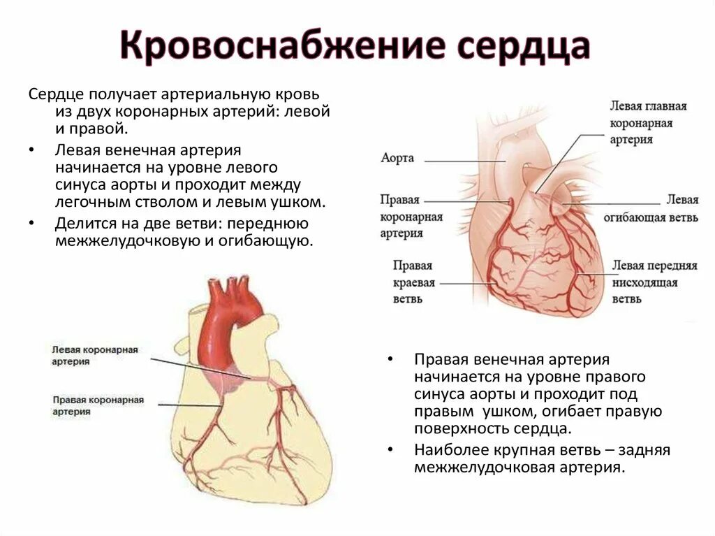 Строение и кровоснабжение сердца. Топография венечных артерий сердца. Кровоснабжение сердца коронарные артерии стенки. Схема коронарного кровообращения сердца.