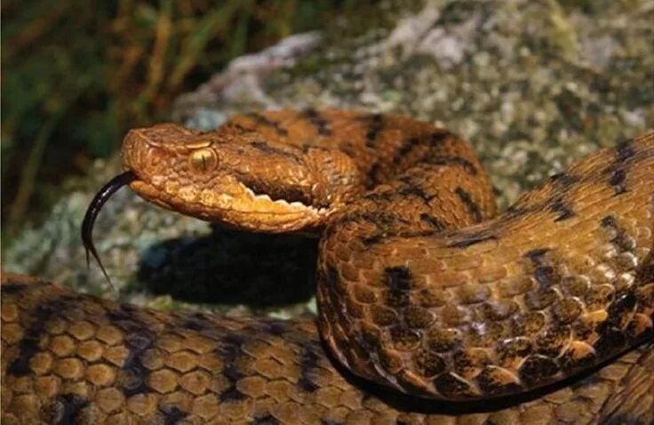 Змей 4 букв сканворд. Безобидные змеи. Змеи Австралии неопасные. Самые безобидные змеи. Vipera Aspis hugyi.