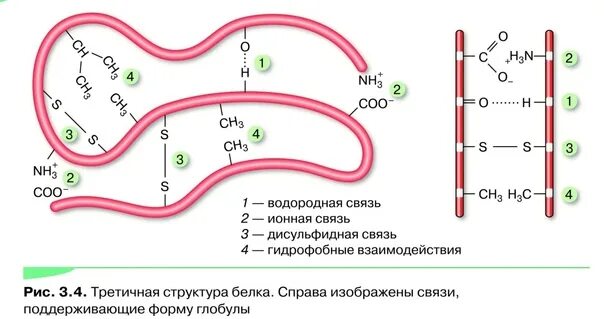 Гидрофобные радикалы повернуты внутрь глобулы. Глобула это структура белка. Третичная структура белка. Третичная структура белка глобула. Глобула это в биологии.