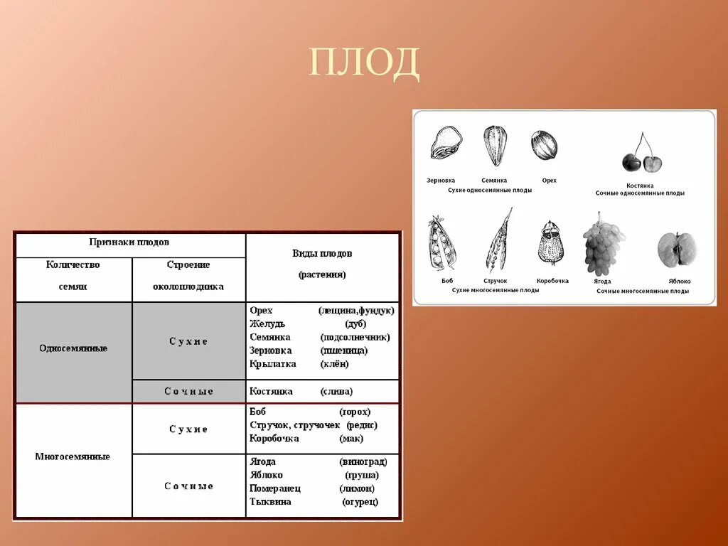 Назовите типы плодов. Классификация плодов покрытосеменных растений. Плоды классификация плодов. Вид плода растений. Классификация плодов схема.