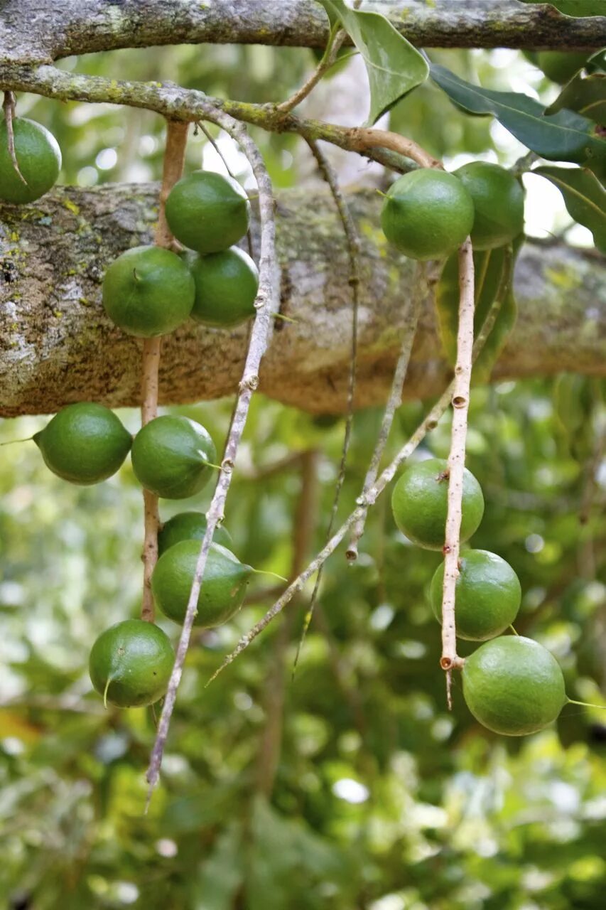 Макадамия орех родина. Макади орехи. Орех кукуи. Макадамский орех дерево. Орех макадамии.