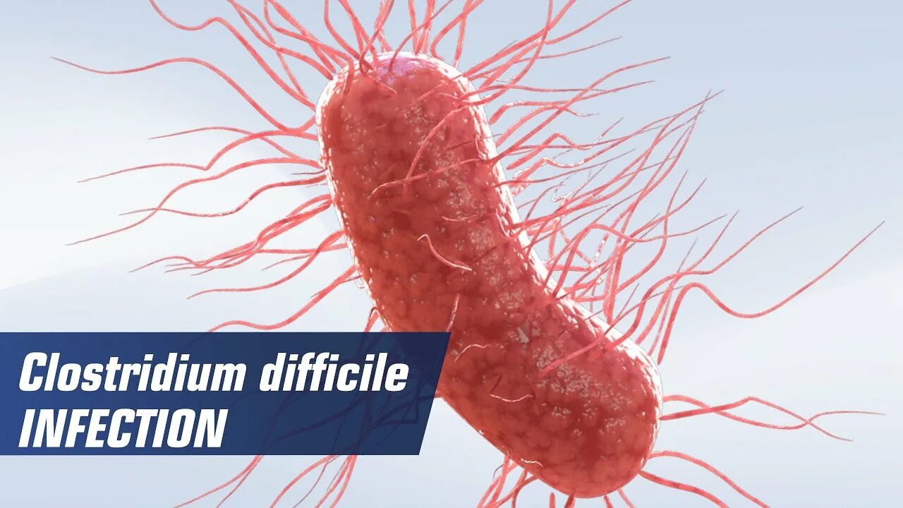 Est difficile. Clostridium difficile микробиология. Клостридиум диффициле микробиология.