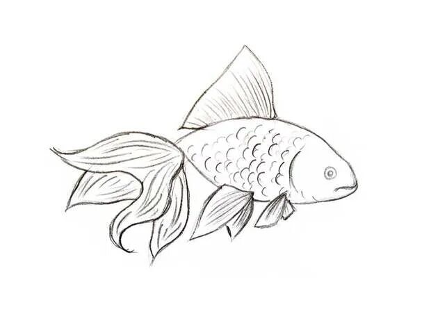 Как выглядит нарисованная рыба Fish Drawing How To Draw A Fish Step By Step!