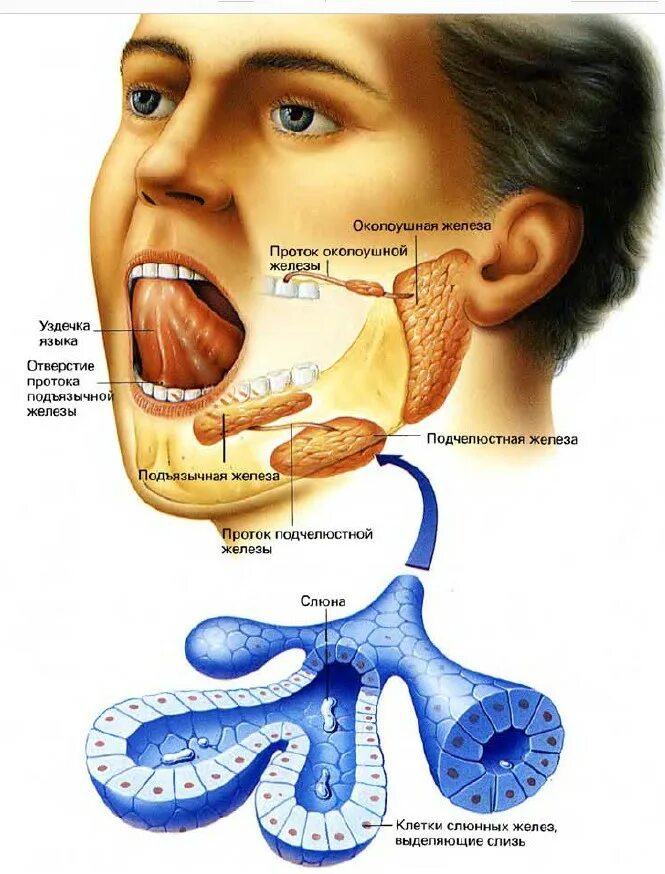 Слюнные железы выделяют. Подъязычная слюнная железа. Почему бежит слюна