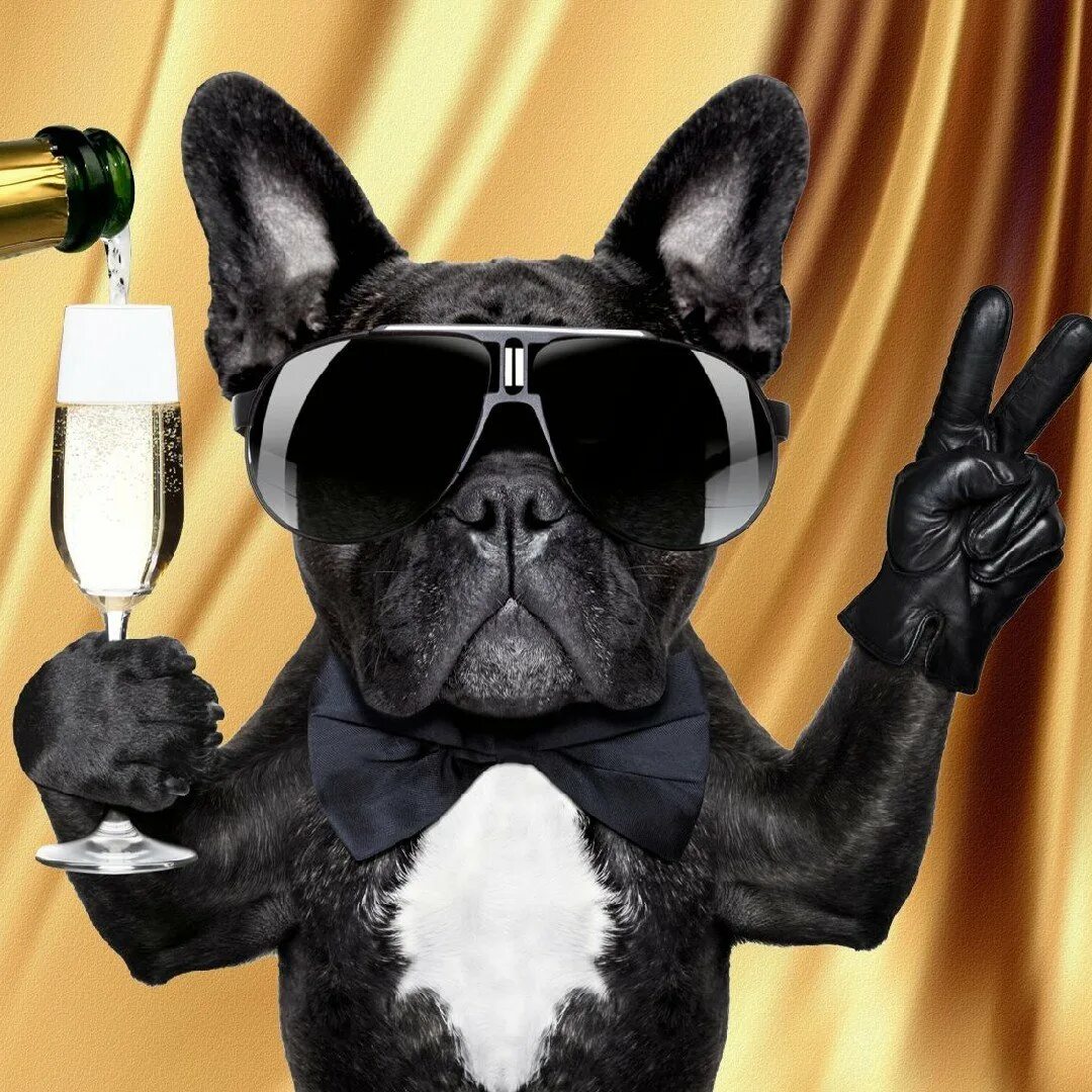 Собака в очках. С днем рождения. День рождения круче. День рождения круче. Обои с днем рождения.