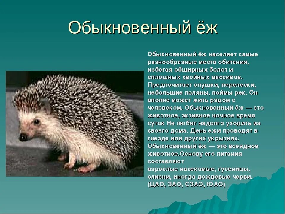 Ёж белогрудый краткое описание. Еж красная книга. Ежик красная книга. Обыкновенный ёж. Какие животные красной книги обитают в башкортостане