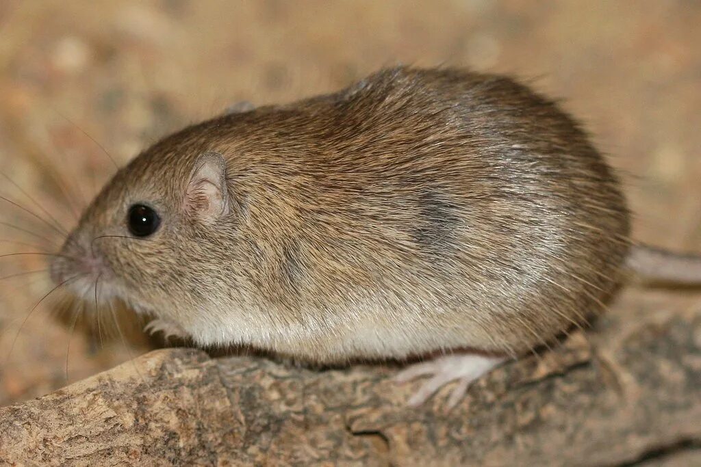 Sibm mouse. Pocket Mouse. Rock Mouse. White eared Pocket Mouse.