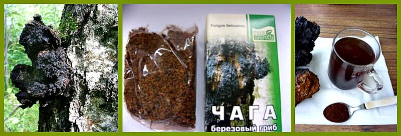 Чага березовая применение как приготовить. Березовая чага отвар. чага березовая и чайный гриб. чага березовая молотая. гриб чага лекарственный.