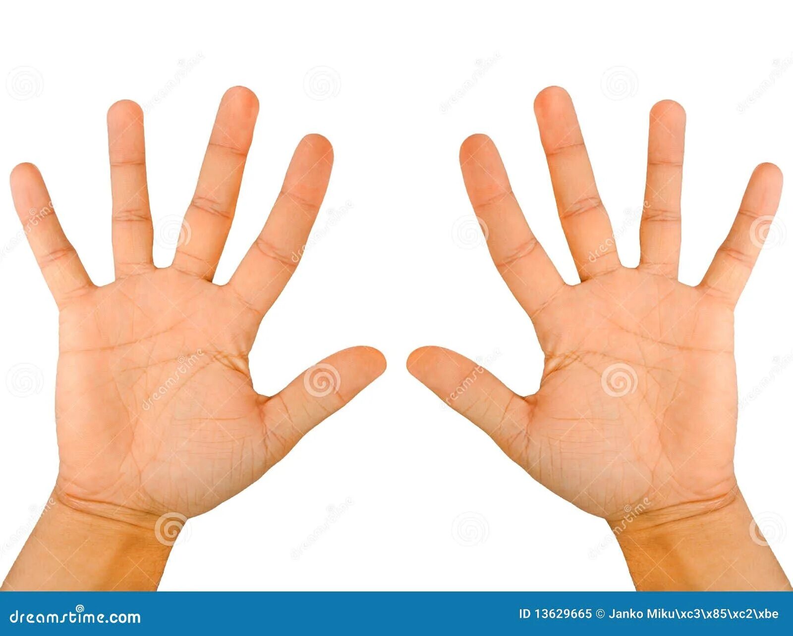 По рукам 10 букв. Десять пальцев. Десять пальцев на руке. Человек палец. Симметрия рук.