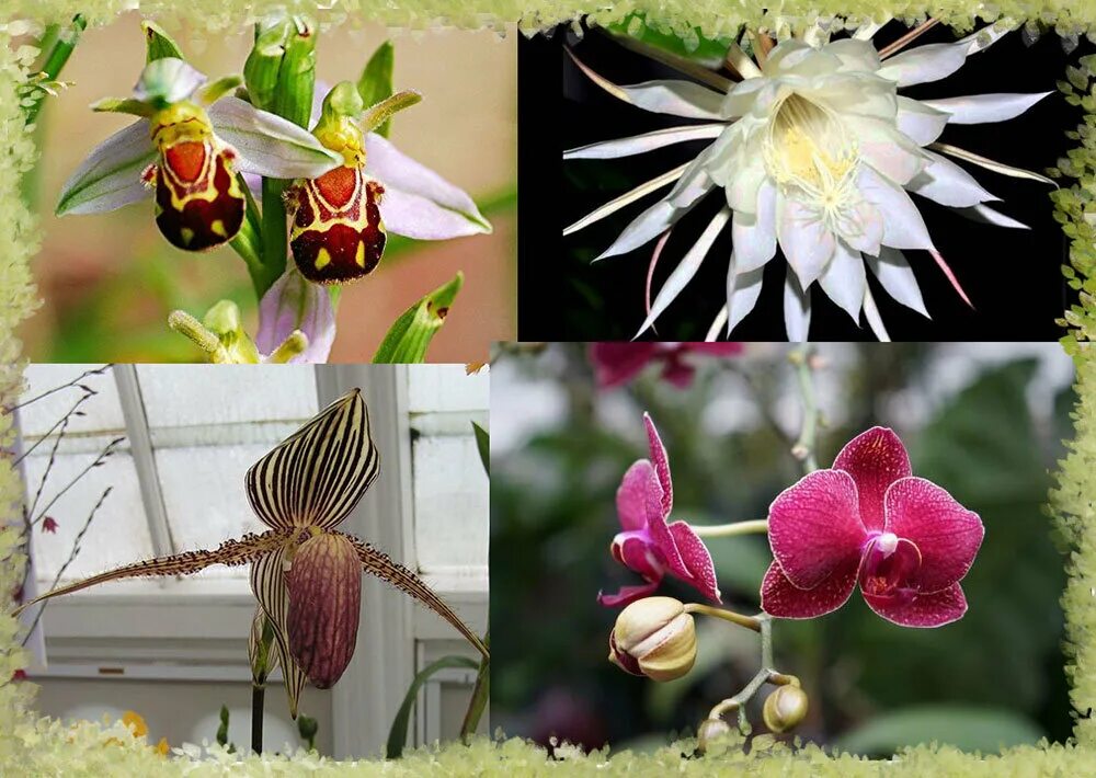 Разнообразие орхидей. Орхидея цимбидиум. Разнообразие цветка орхидей. Орхидея торина. Цветок цимбидиум.