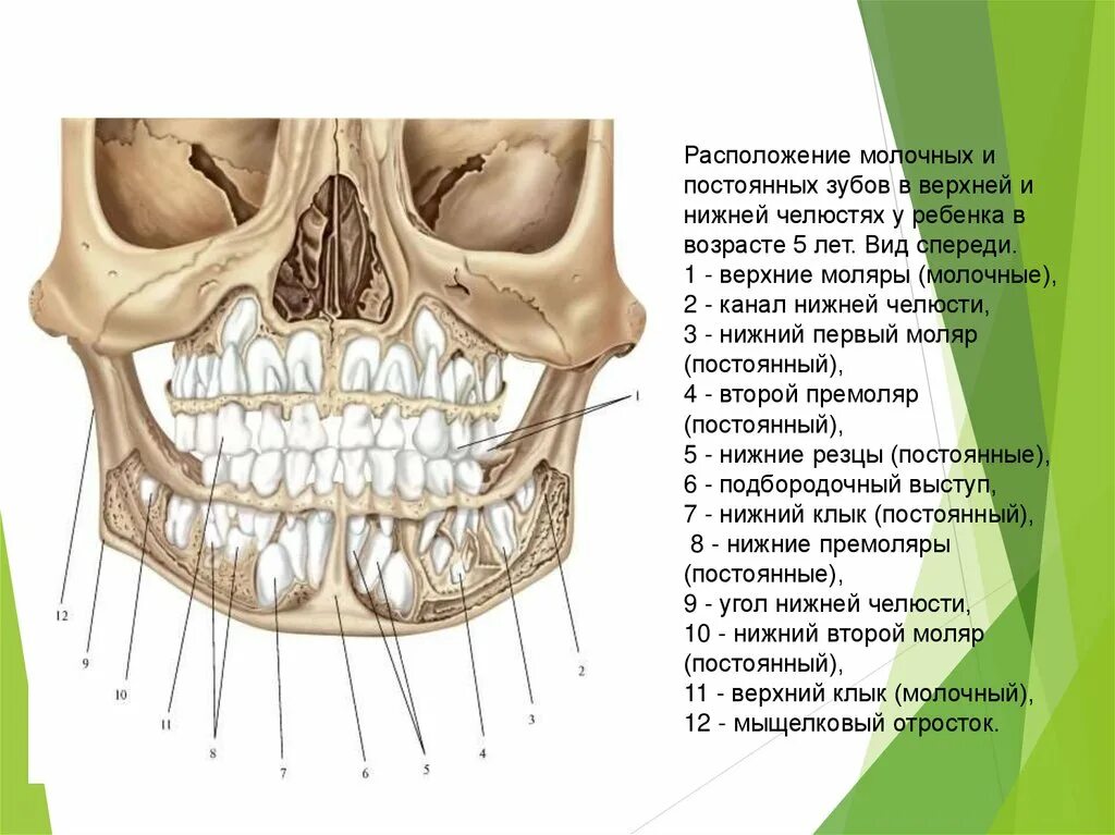 Коренной зуб в челюсти. Строение молочного зуба и коренного. Строение верхних молочных зубов у детей. Строение зубов у детей 6 лет. Молочные зубы у детей строение черепа.