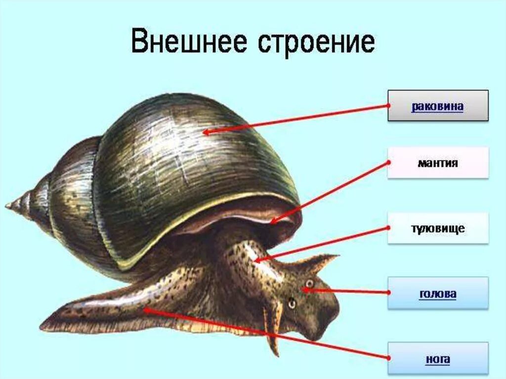 Внешнее строение раковины брюхоногих моллюсков. Строение раковины класса брюхоногие моллюски. Раковина обыкновенного прудовика покрыта. Строение брюхоногих моллюсков Лужанка. Раковина брюхоногих двустворчатых