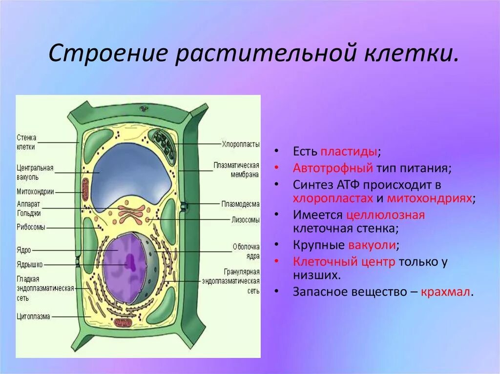 Растительная клетка относится