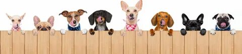 Аудирование pets