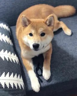 Shiba inu