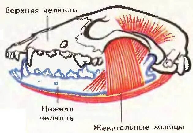 Мускулатура млекопитающих. Строение челюстных мышц грызунов. Жевательные мышцы собаки. Череп и мышцы челюсти собаки. Челюстные мышцы собаки.