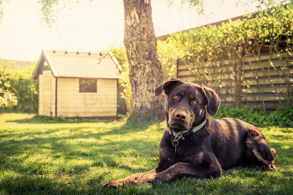 Pets find out. Собака во дворе. Собака около будки. Собака в деревне. Деревенский пес.