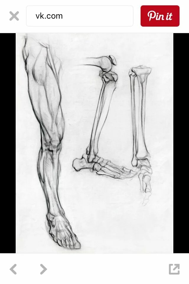 Строение конечностей рисунок. Баммес анатомия ноги кости. Кости стопы Баммес. Анатомия Баммеса нога. Баммес колени кости.