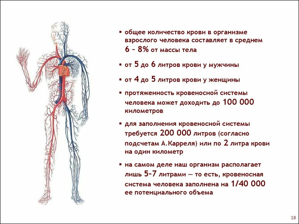 Сердце кровь сколько литров. Кол-во крови в организме взрослого человека. Распределение крови по организму. Сколькоткрови в целовек. Объем крови в организме человека.