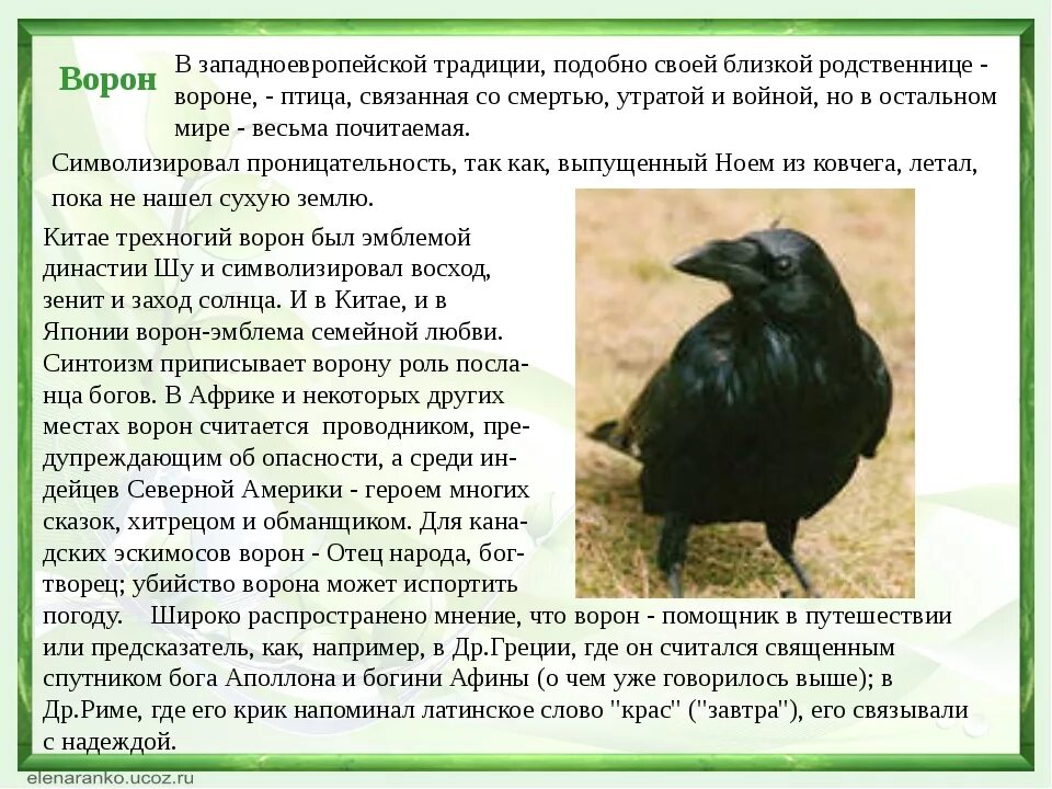 Черный ворон символ чего. Что символизирует ворон. Ворон что символизирует птица. Ворон описание.