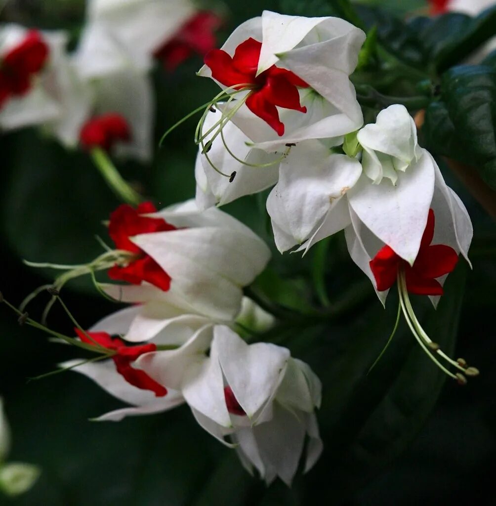 Томсона цветет клеродендрум. Цветок мадам томпсон. Клеродендрум цветок. Клеродендрум цветок. Цветок мадам томпсон.