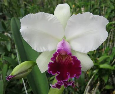 Cattleya Hybrids.