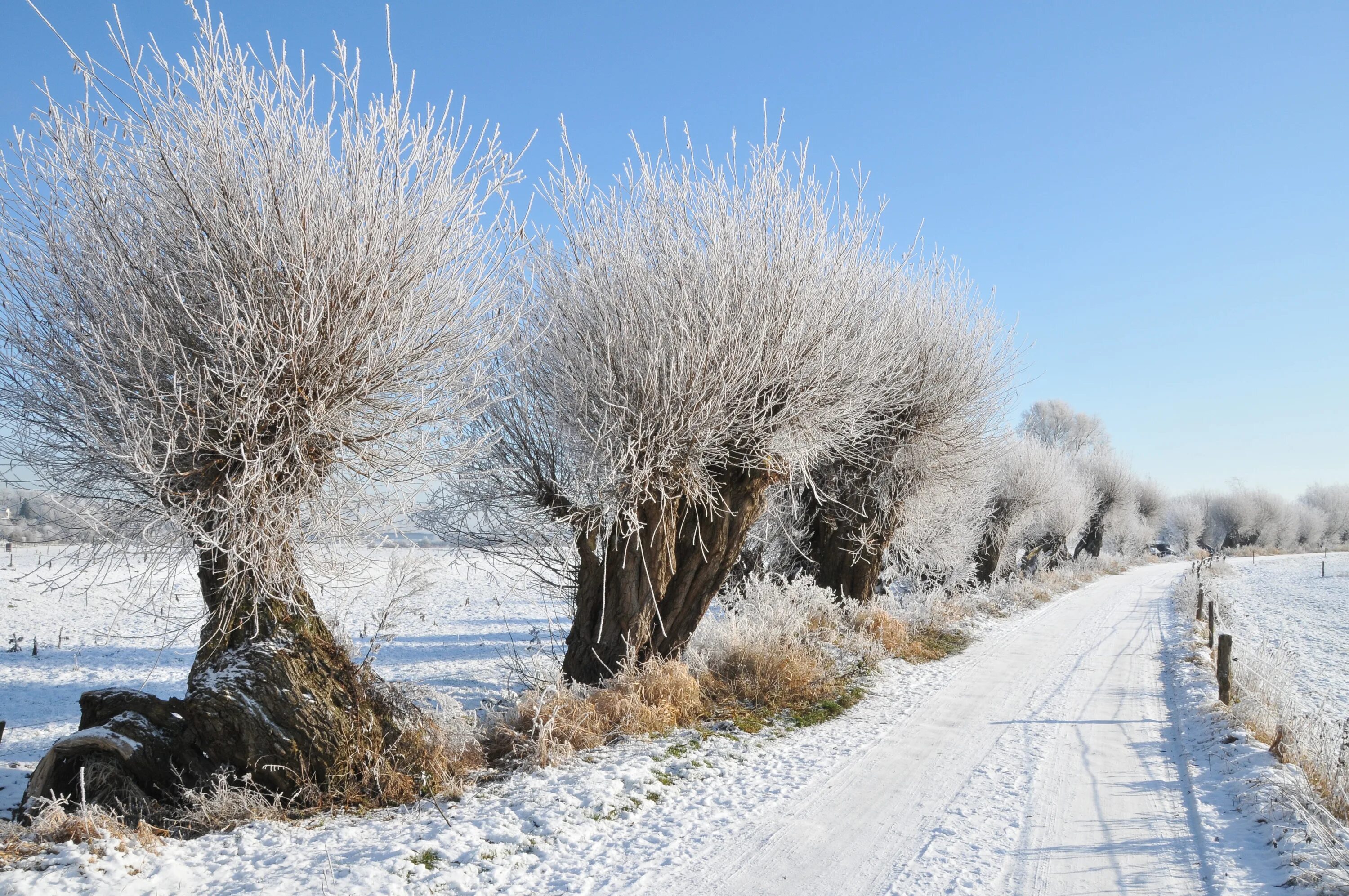 Инеем под 1. Фонетический разбор слова иней 2 класс. Инеем под 1. Иний. Max christmas ель искусственная никольская иней 2.