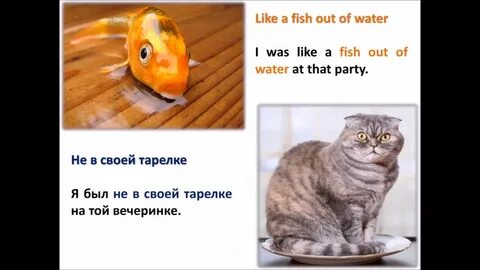 Like a fish