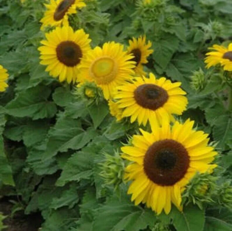 Подсолнух sunspot. Подсолнечник лемон квин. Гелиантус подсолнечник декоративный. Подсолнечник махровый санголд. Подсолнух кримсон декоративный.