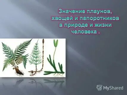 Роль хвощей в жизни человека