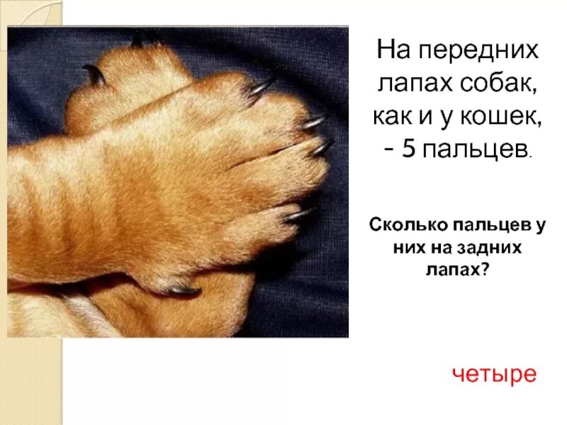 Сколько всего пальчиков у котика. Колько пальцеы у кошки. сколько пальцев у колек.